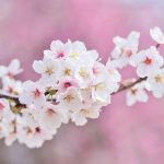 寺尾会計における 2025年度（R６年分） 確定申告 申告状況